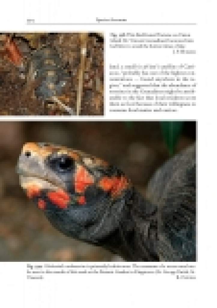 Amphibians and Reptiles of the St. Vincent and Grenada Banks, We